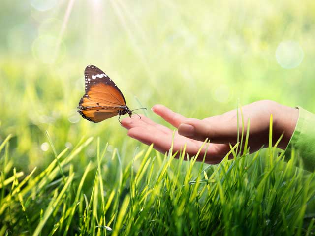 butterfly-172501724